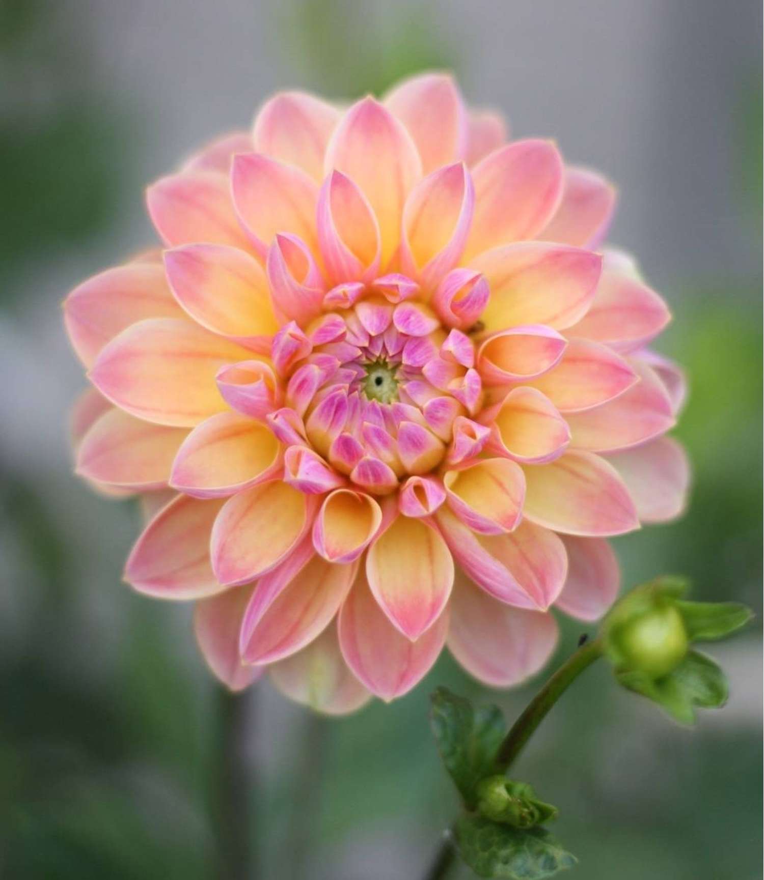 Daalia ‘Hapet Pastell’